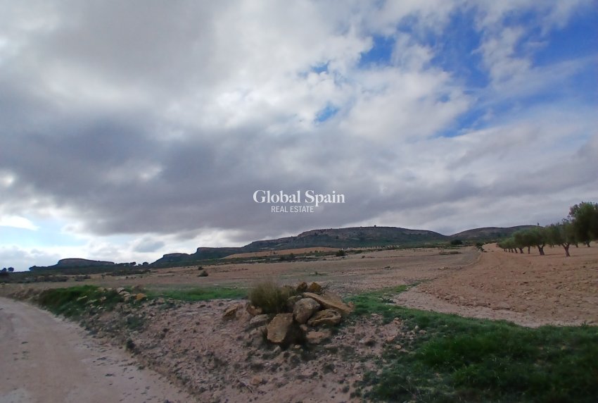 Venta - TERRENO -
YECLA - Inland