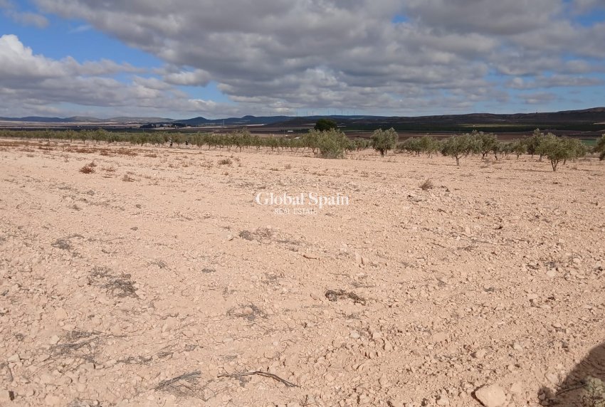 Venta - TERRENO -
YECLA - Inland