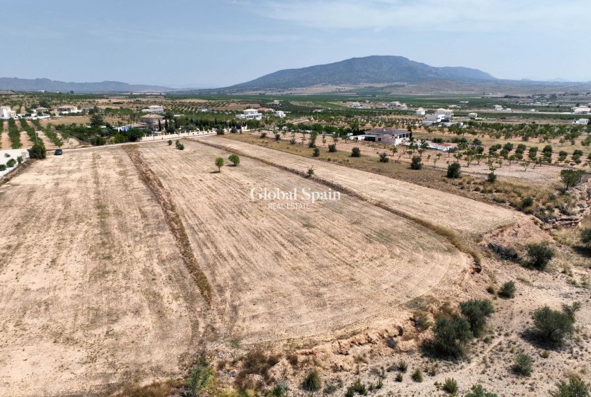 Venta - Tierra -
Pinoso