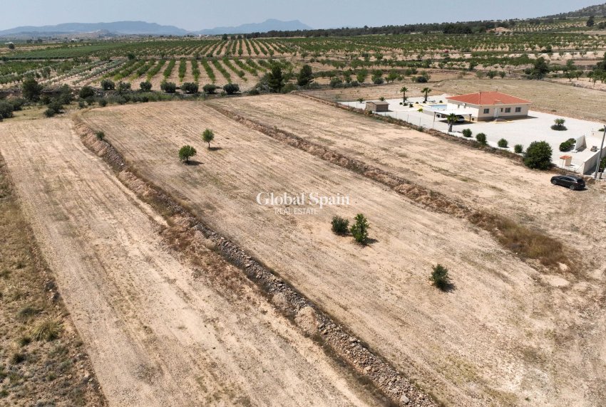 Venta - Tierra -
Pinoso