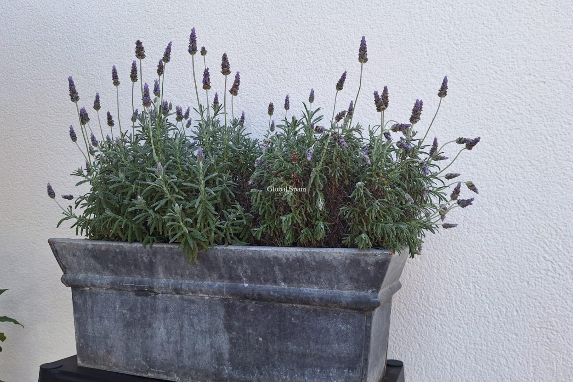 Venta - VILLA -
TORREVIEJA - LOS BALCONES - LOS ALTOS