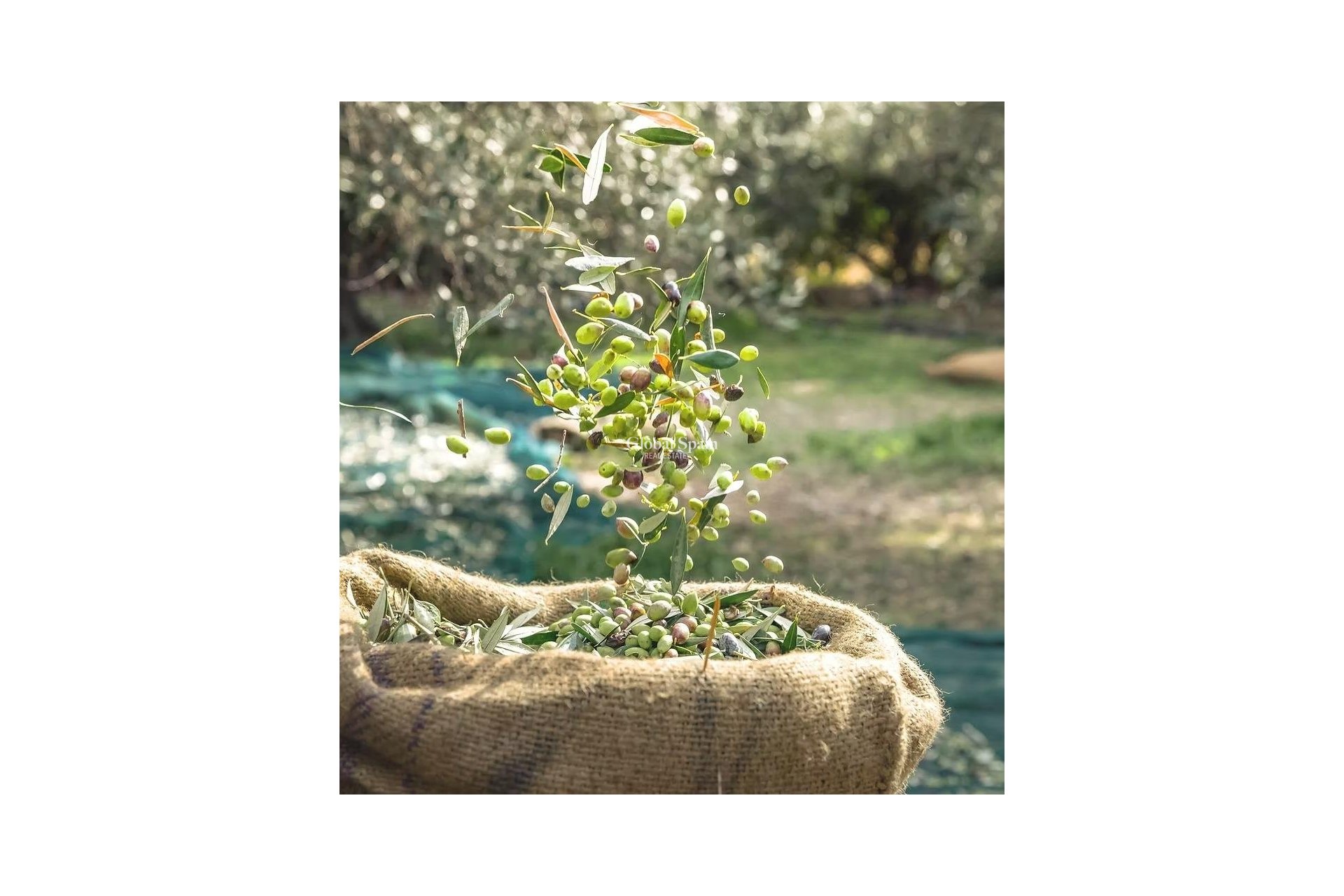 Wederverkoop - GROND -
MURCIA - Inland