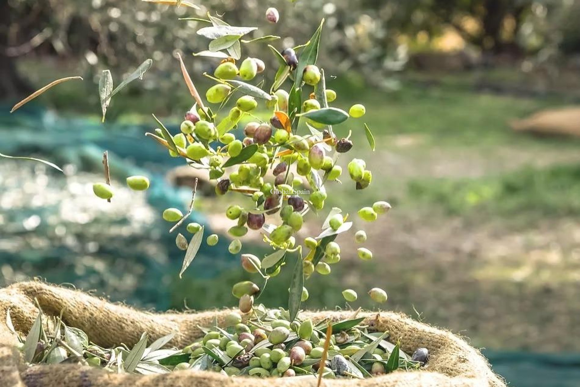 Wederverkoop - GROND -
MURCIA - Inland