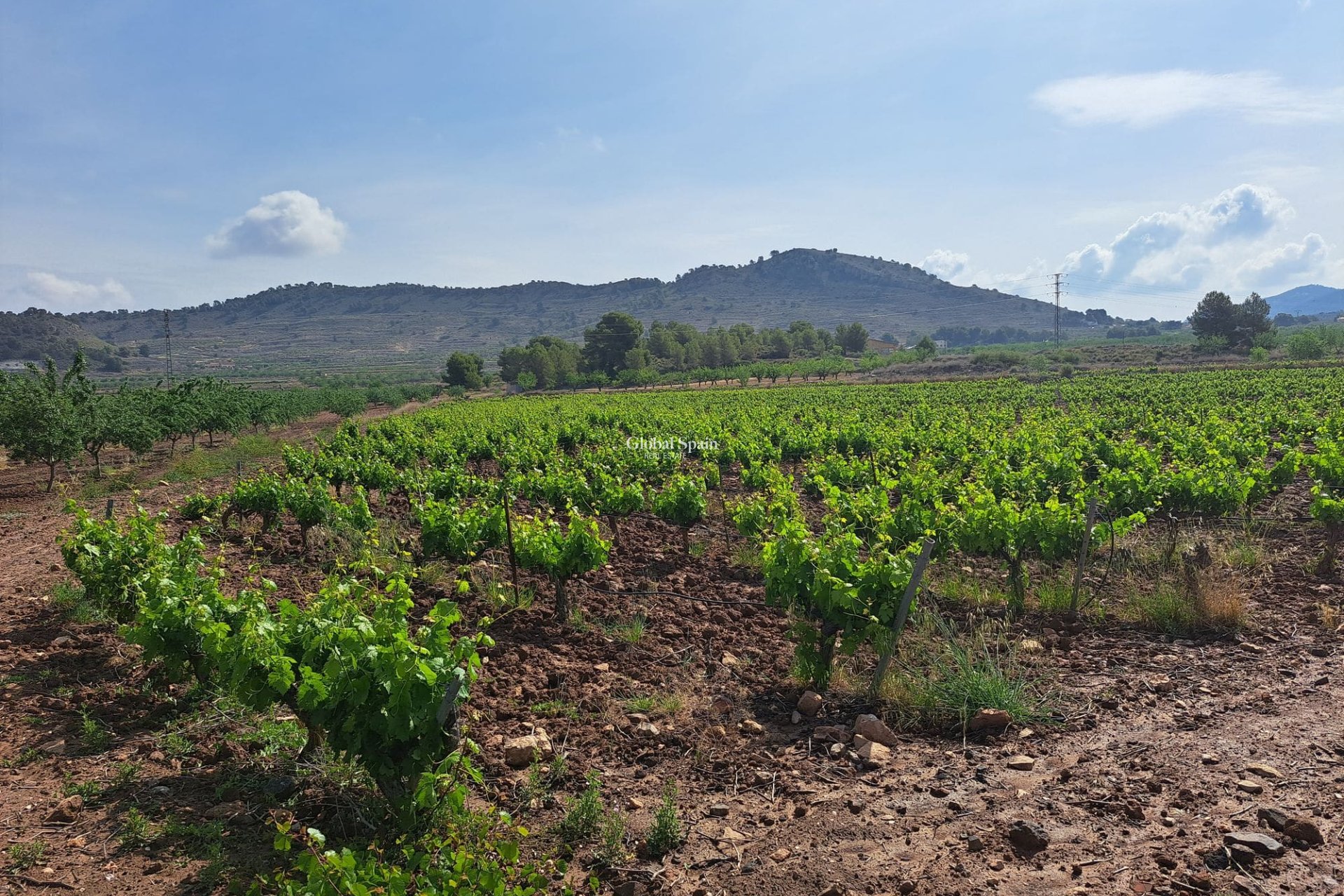 Wederverkoop - Grond -
Pinoso