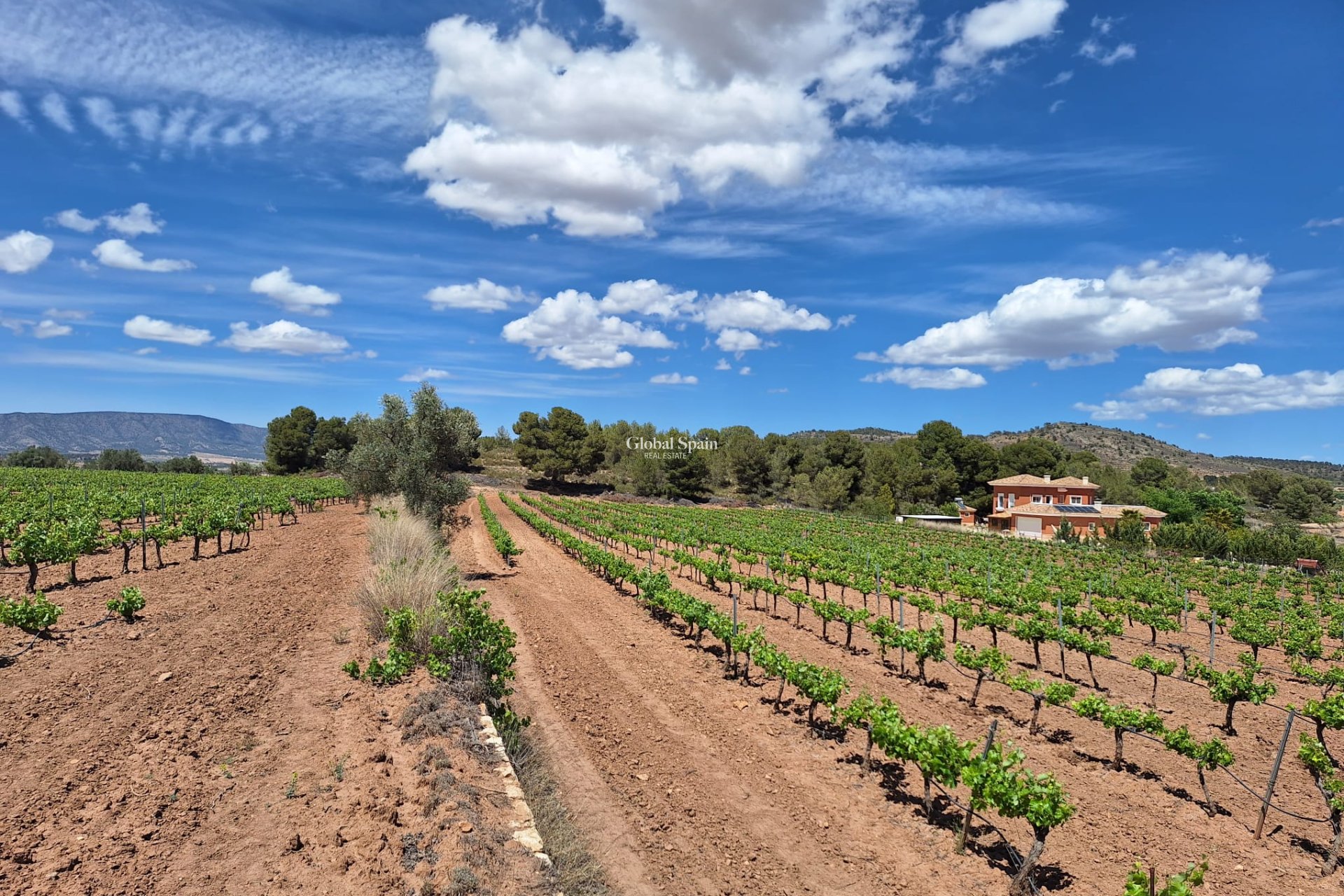 Wederverkoop - Grond -
Pinoso