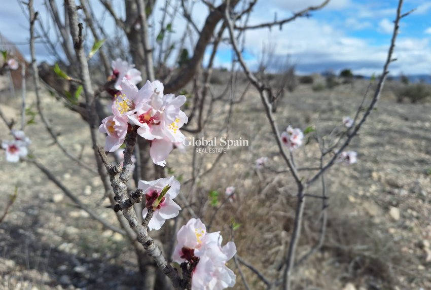 Wederverkoop - Grond -
Salinas
