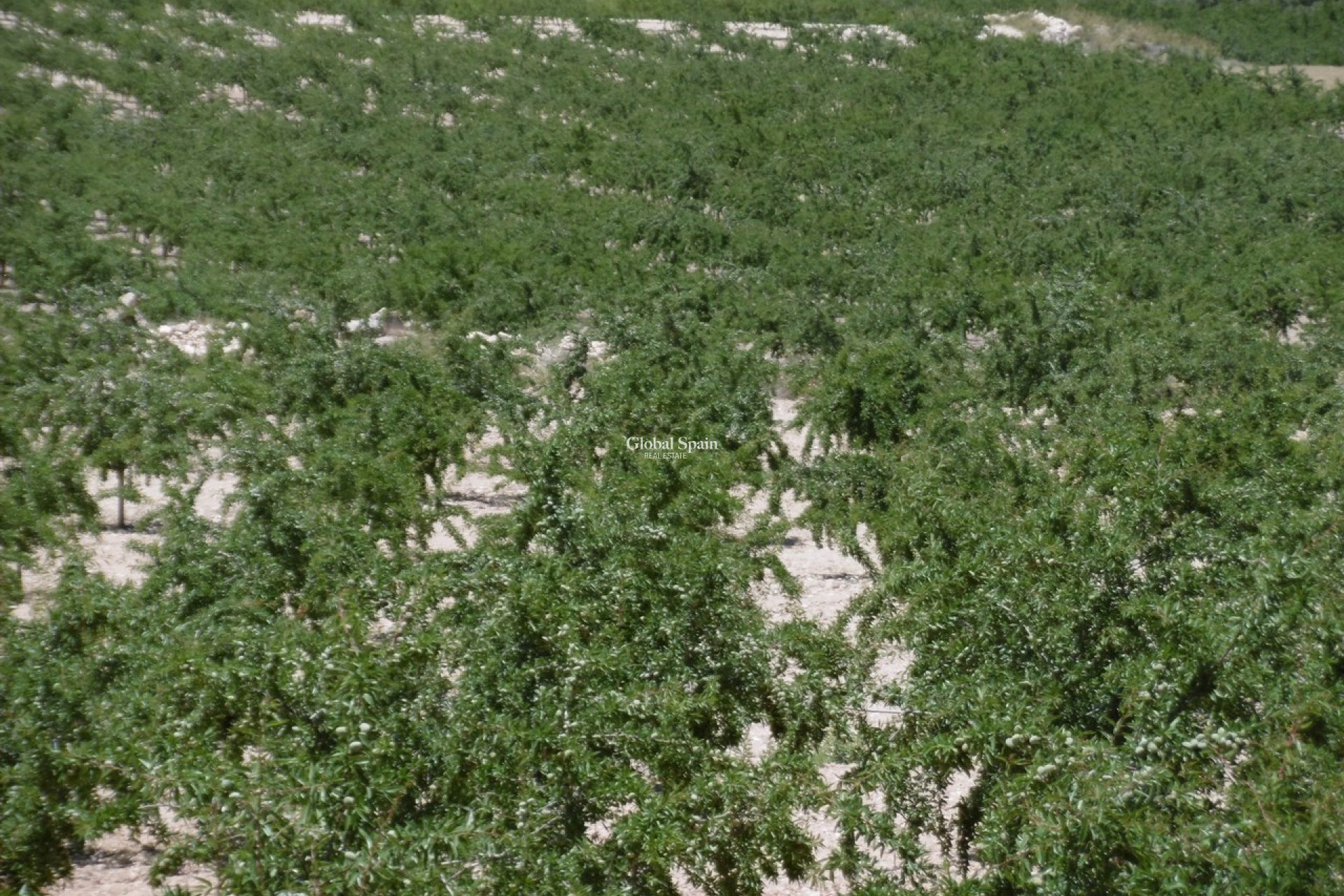 Wederverkoop - GROND -
YECLA - Inland