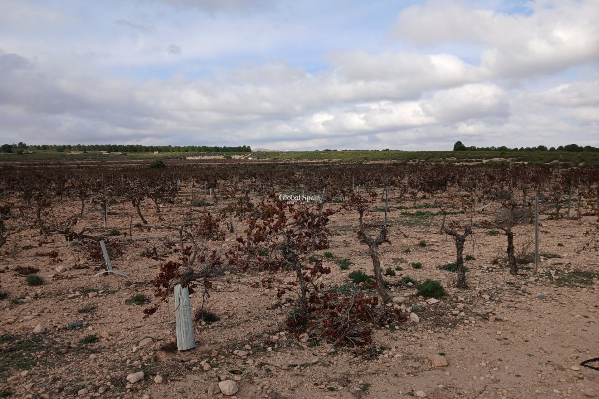 Wederverkoop - GROND -
YECLA - Inland