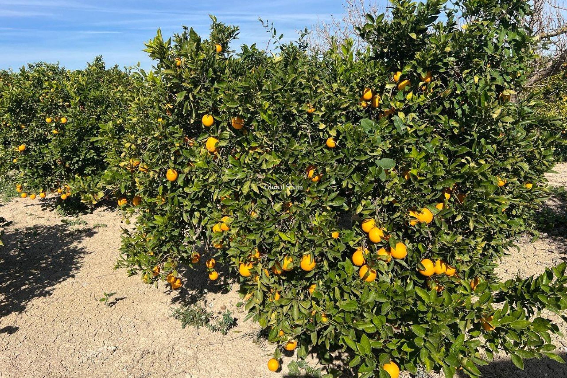 Wederverkoop - HUIS -
LOS MONTESINOS - Comunidad Valenciana