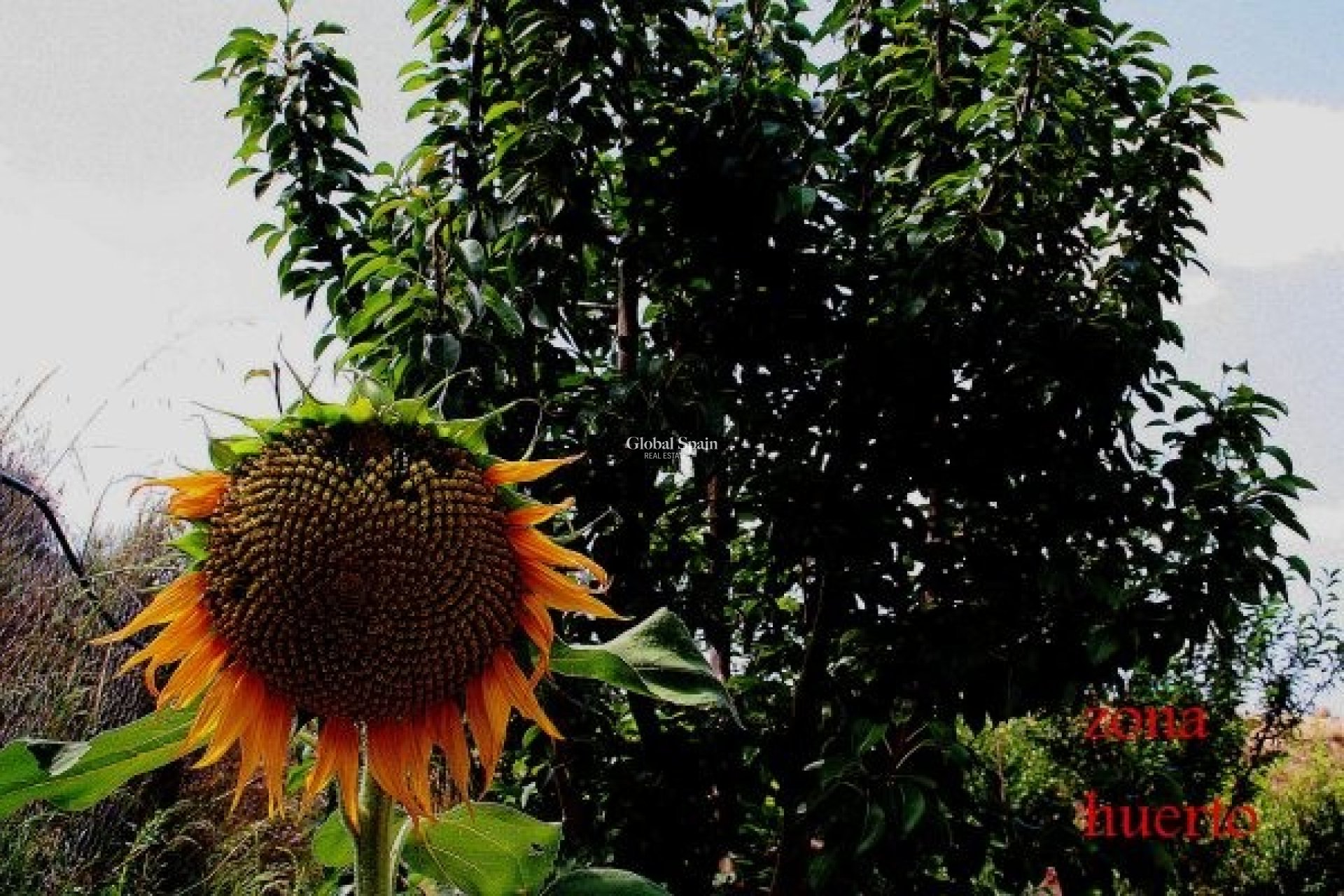 Wederverkoop - HUIS -
MURCIA - Inland