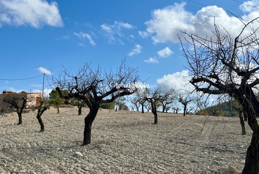 Wederverkoop - Perceel / Land -
Bullas - Costa Calida