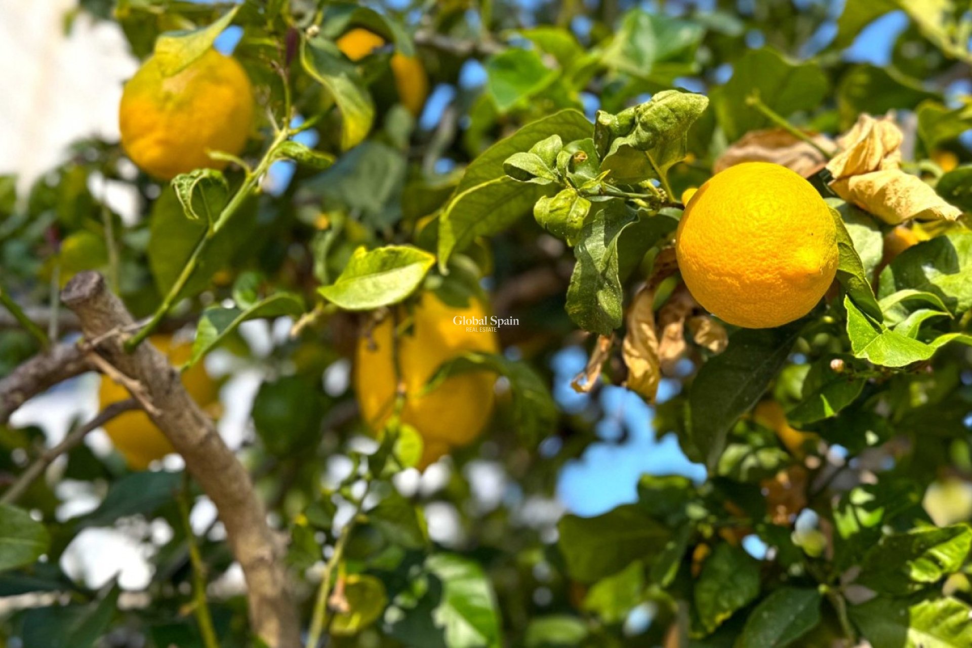 Wederverkoop - VILLA -
ORIHUELA COSTA - VILLAMARTÍN