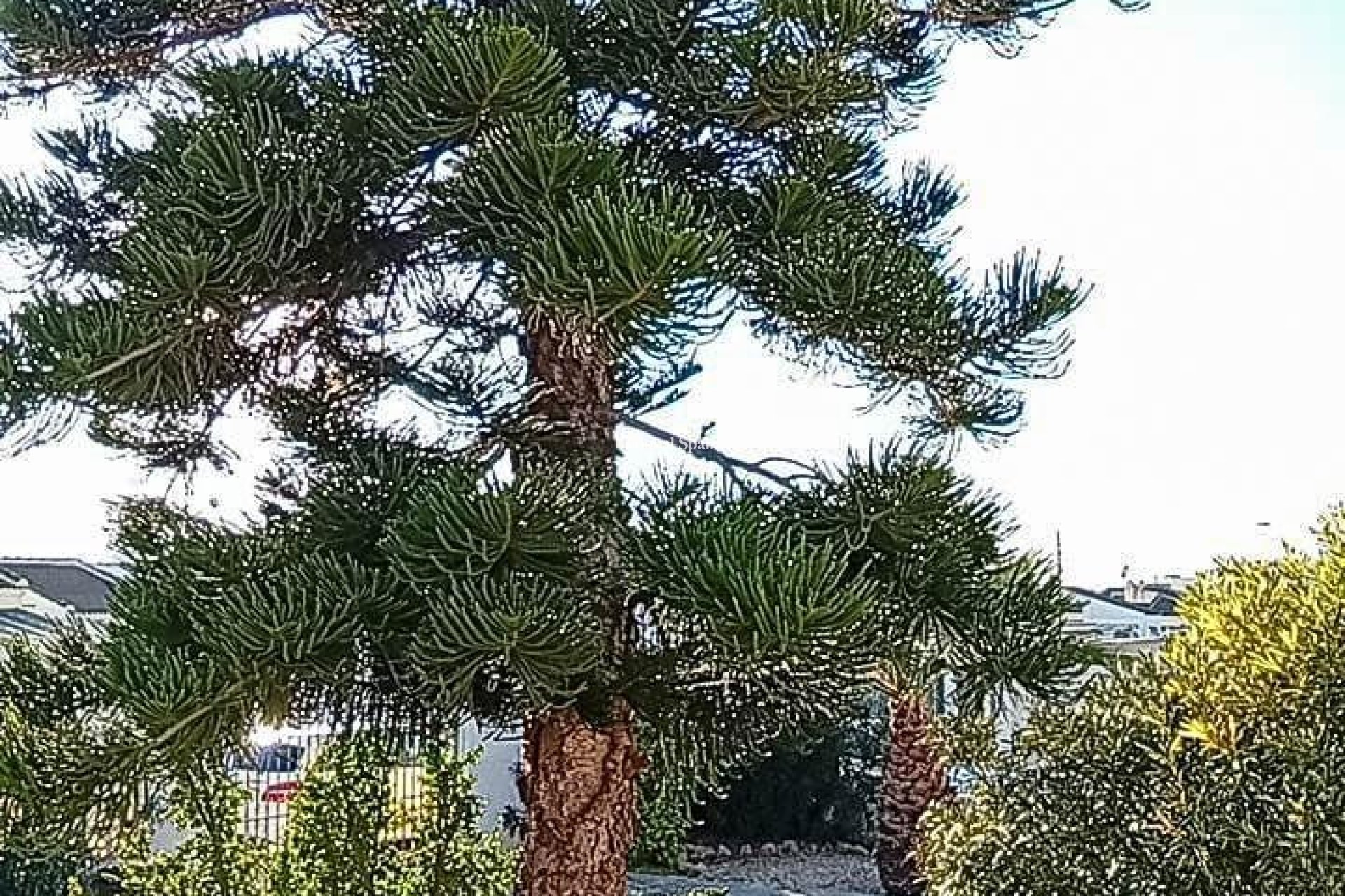 Wederverkoop - VILLA -
TORREVIEJA - La Siesta