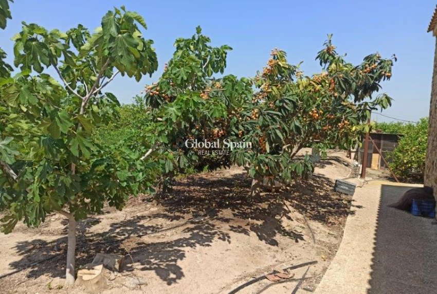 Wiederverkauf - Finca Landimmobilie -
SAN MIGUEL DE SALINAS - San Miguel de Salinas