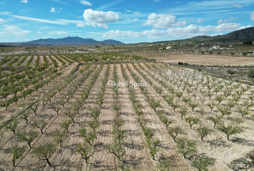 Wiederverkauf - Grond -
Pinoso