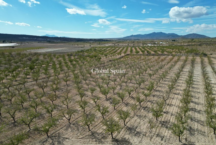 Wiederverkauf - Grond -
Pinoso