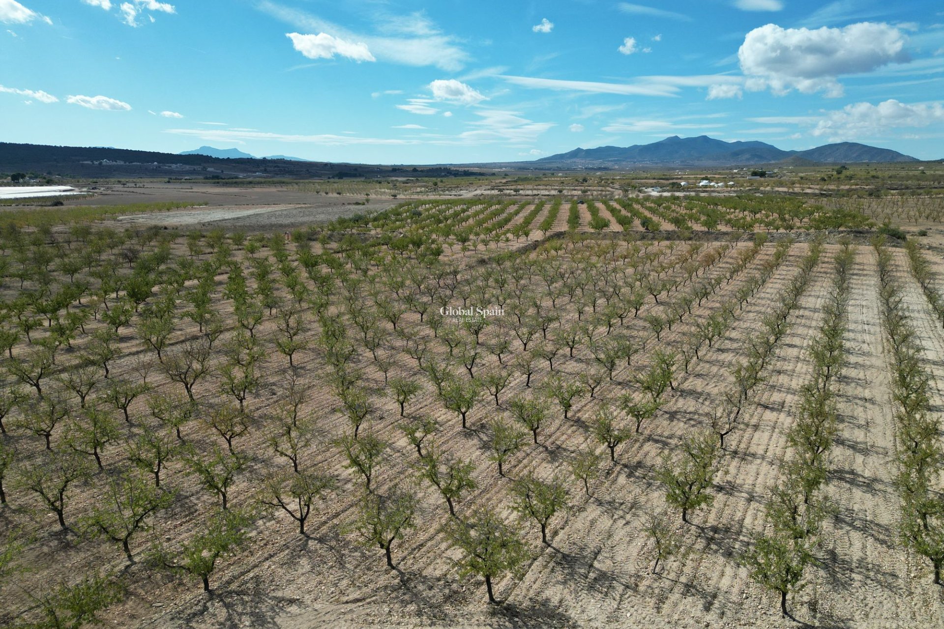 Wiederverkauf - Grond -
Pinoso