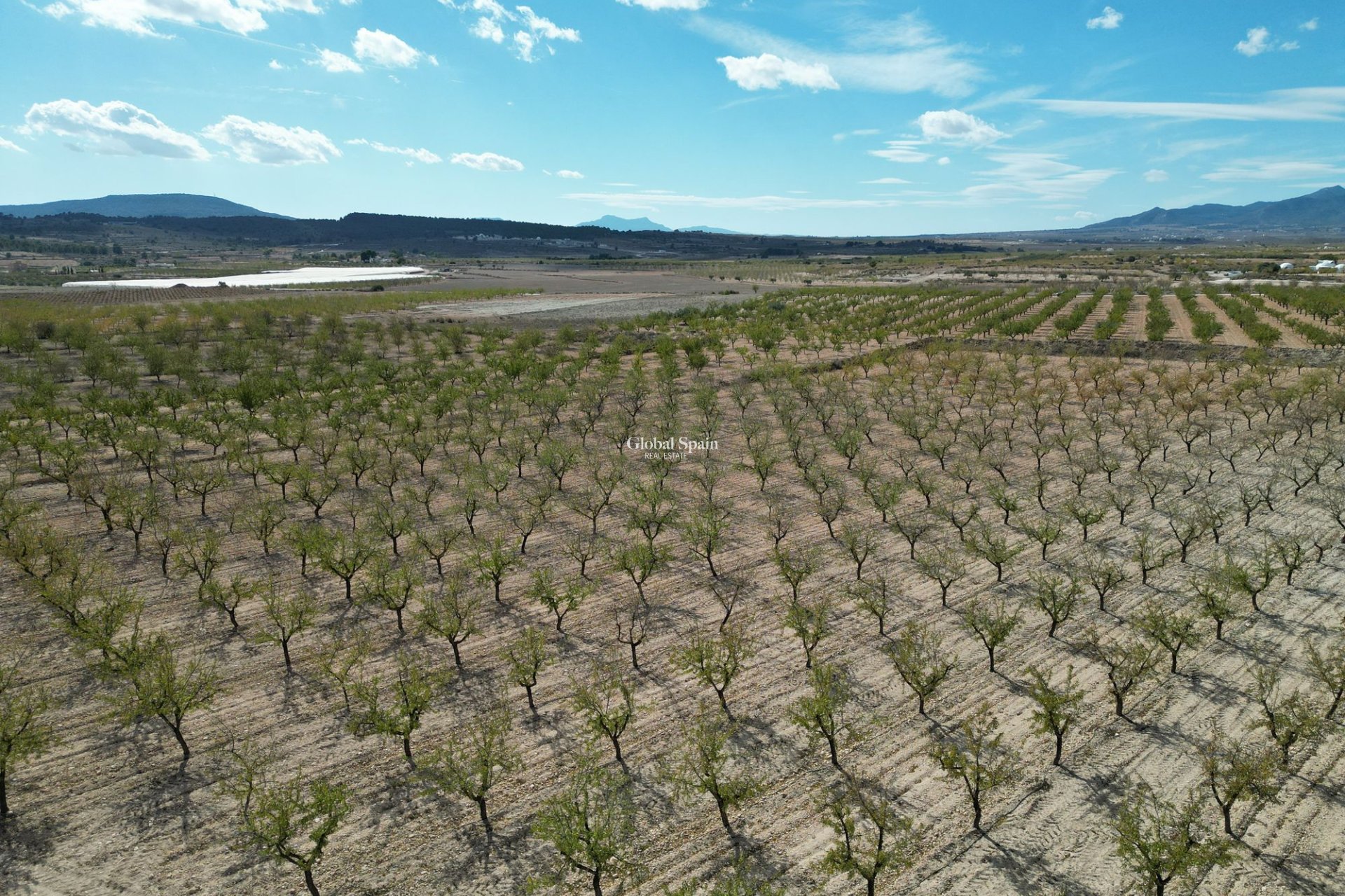 Wiederverkauf - Grond -
Pinoso