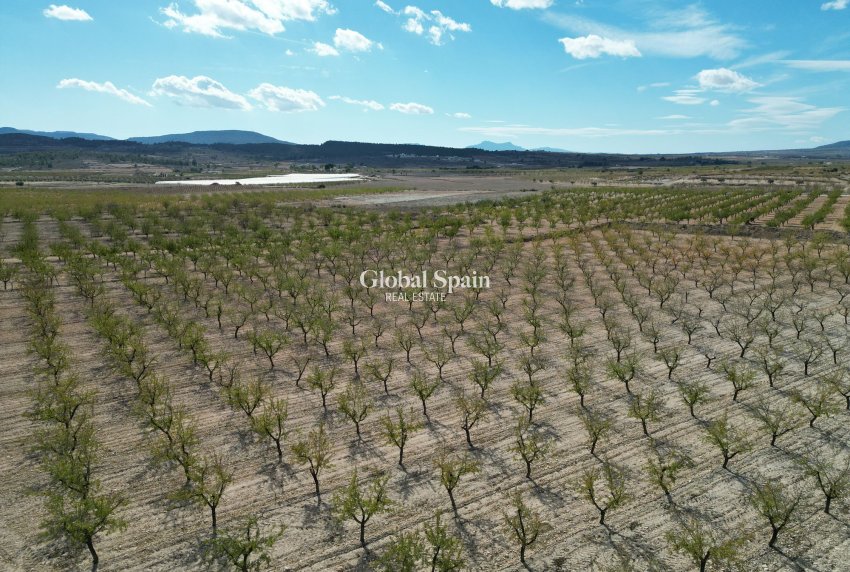 Wiederverkauf - Grond -
Pinoso