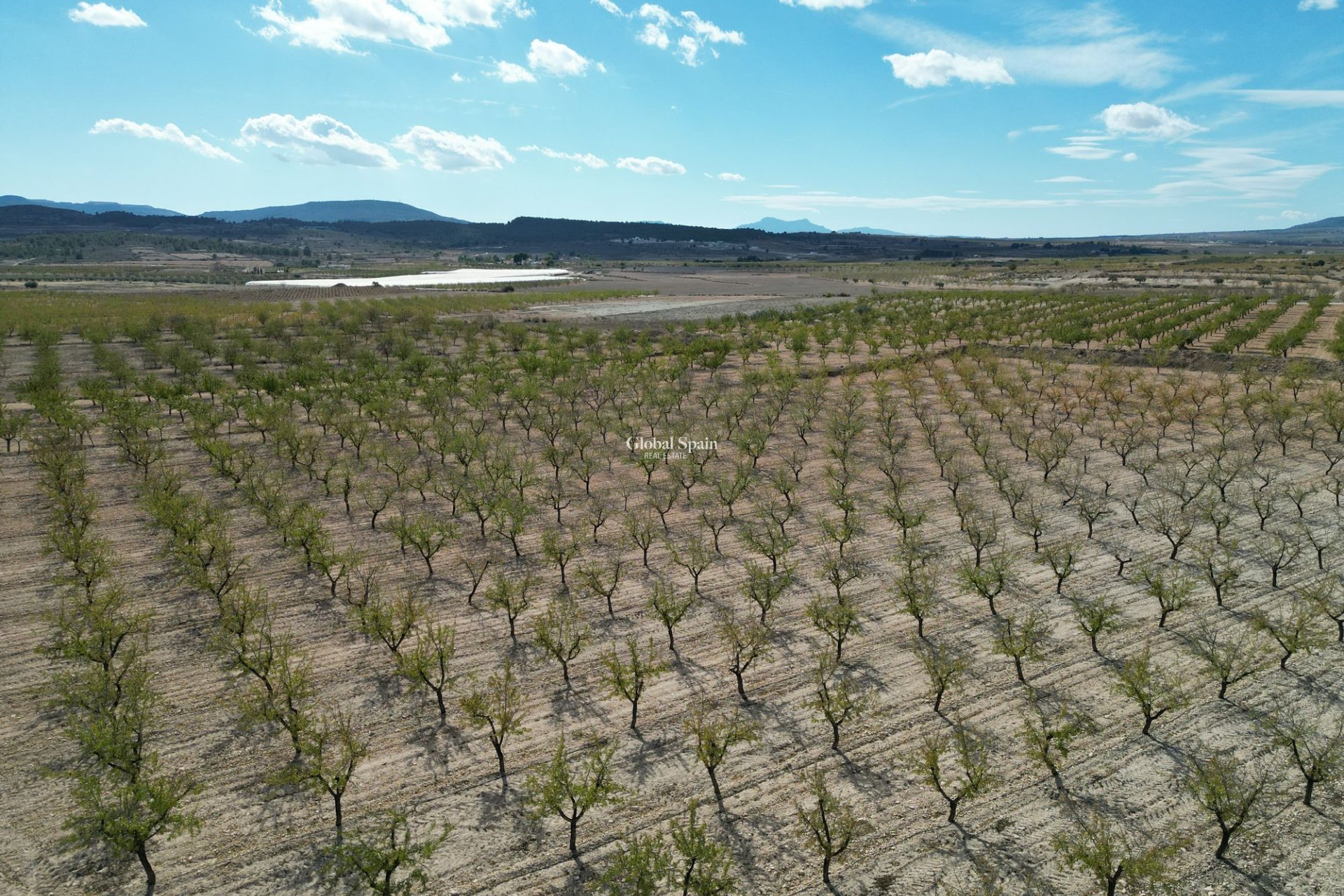 Wiederverkauf - Grond -
Pinoso