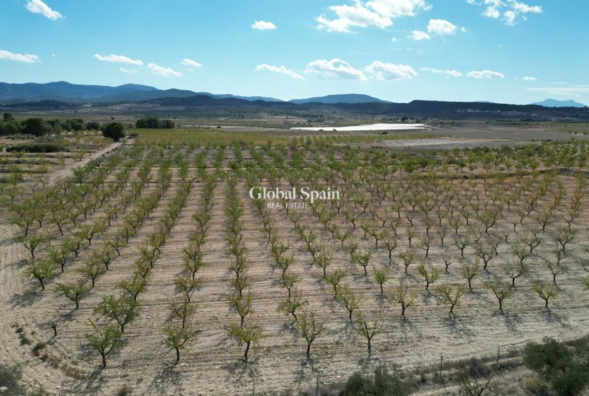 Wiederverkauf - Grond -
Pinoso