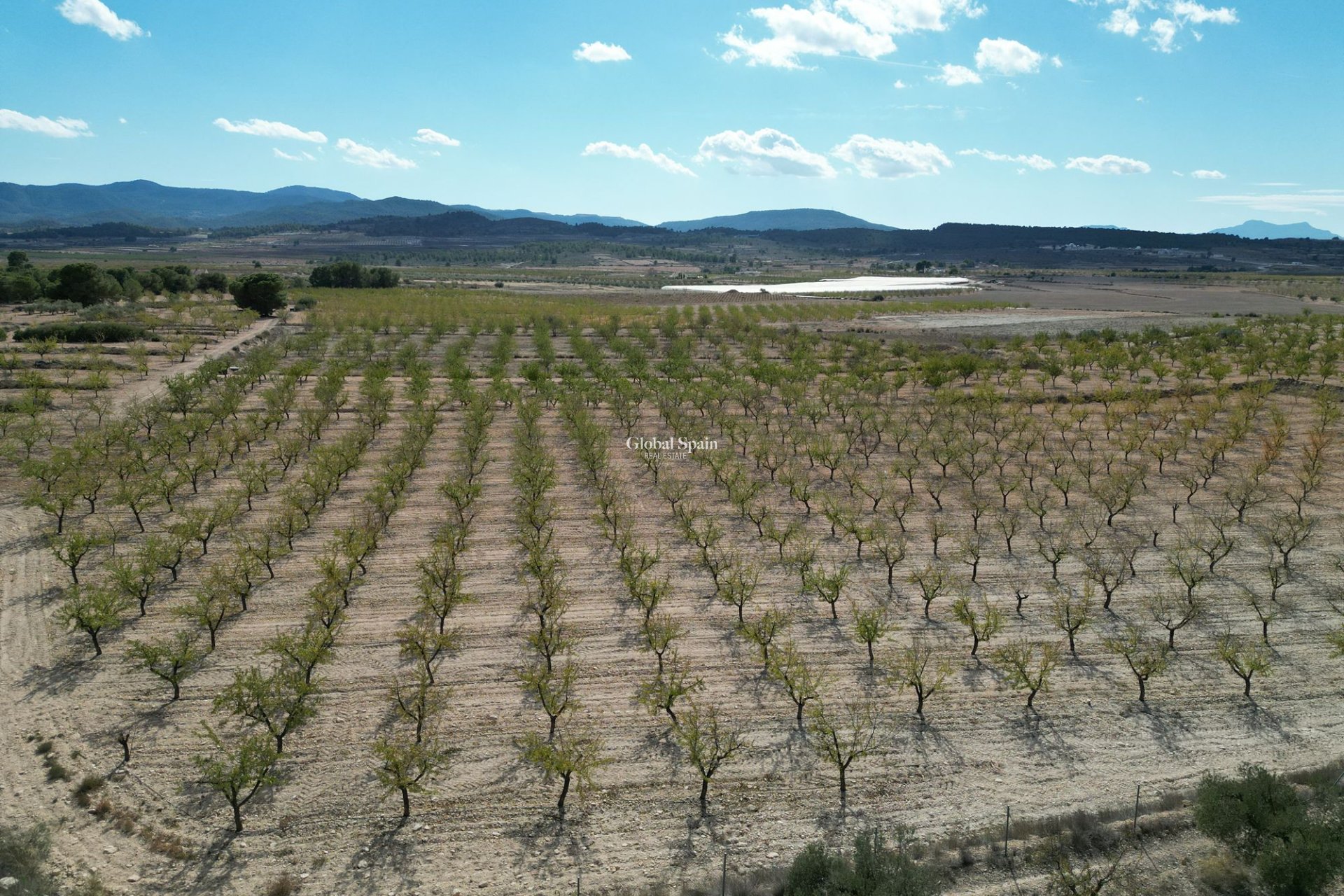 Wiederverkauf - Grond -
Pinoso