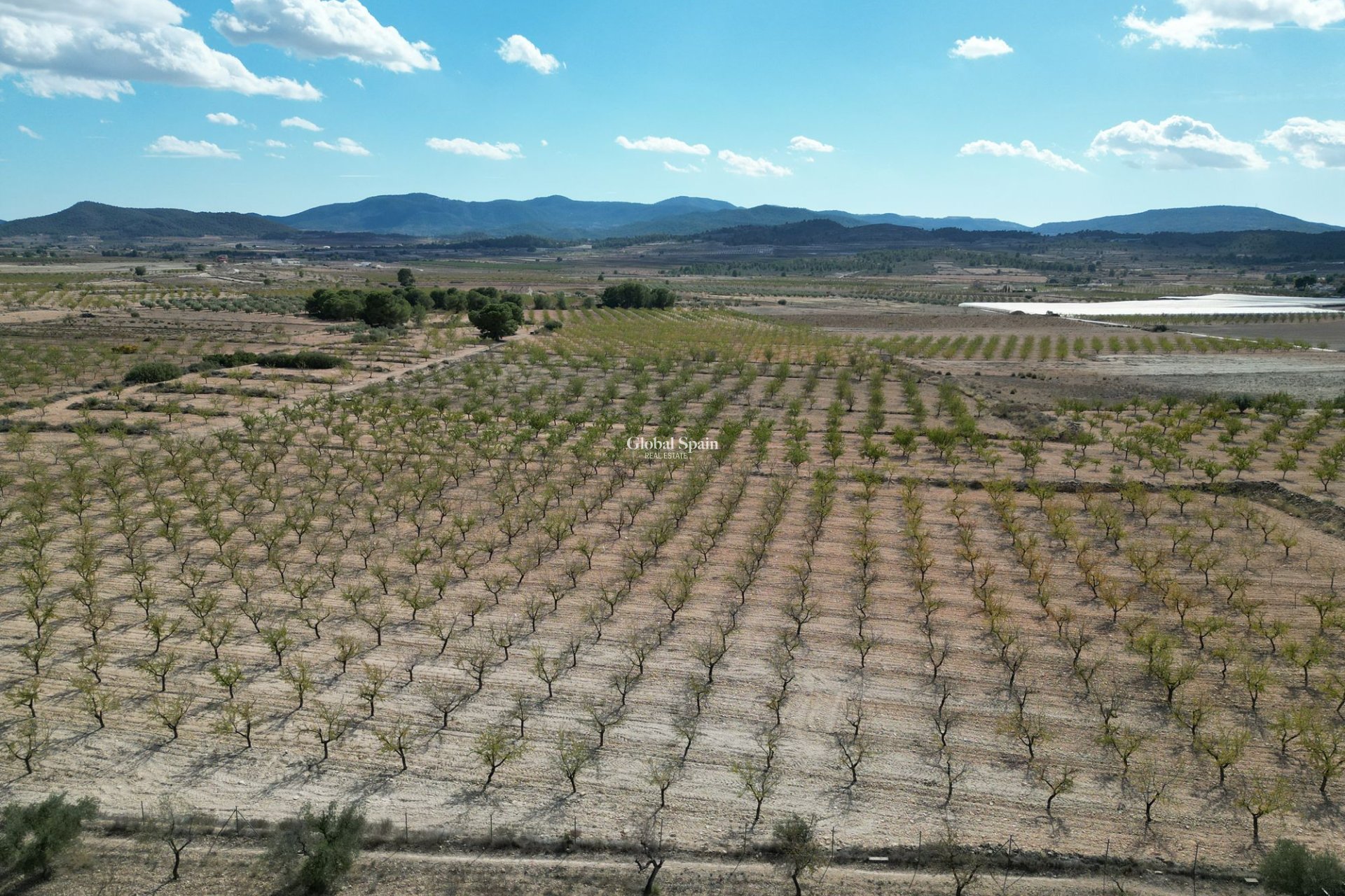 Wiederverkauf - Grond -
Pinoso