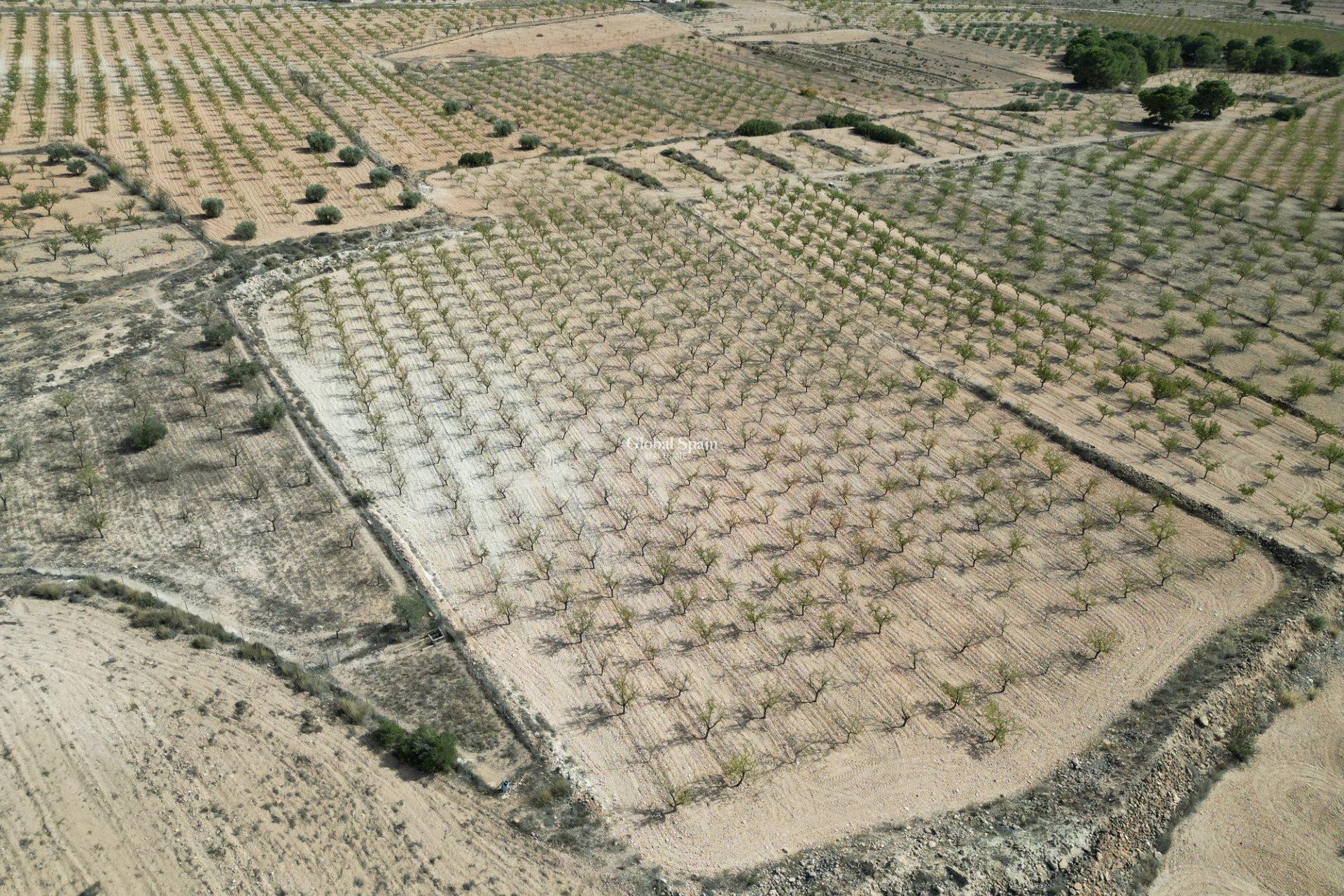 Wiederverkauf - Grond -
Pinoso