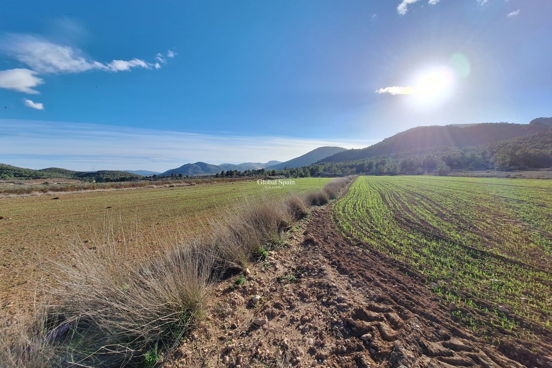 Wiederverkauf - GRUNDSTÜCK -
MONÓVAR - Monovar