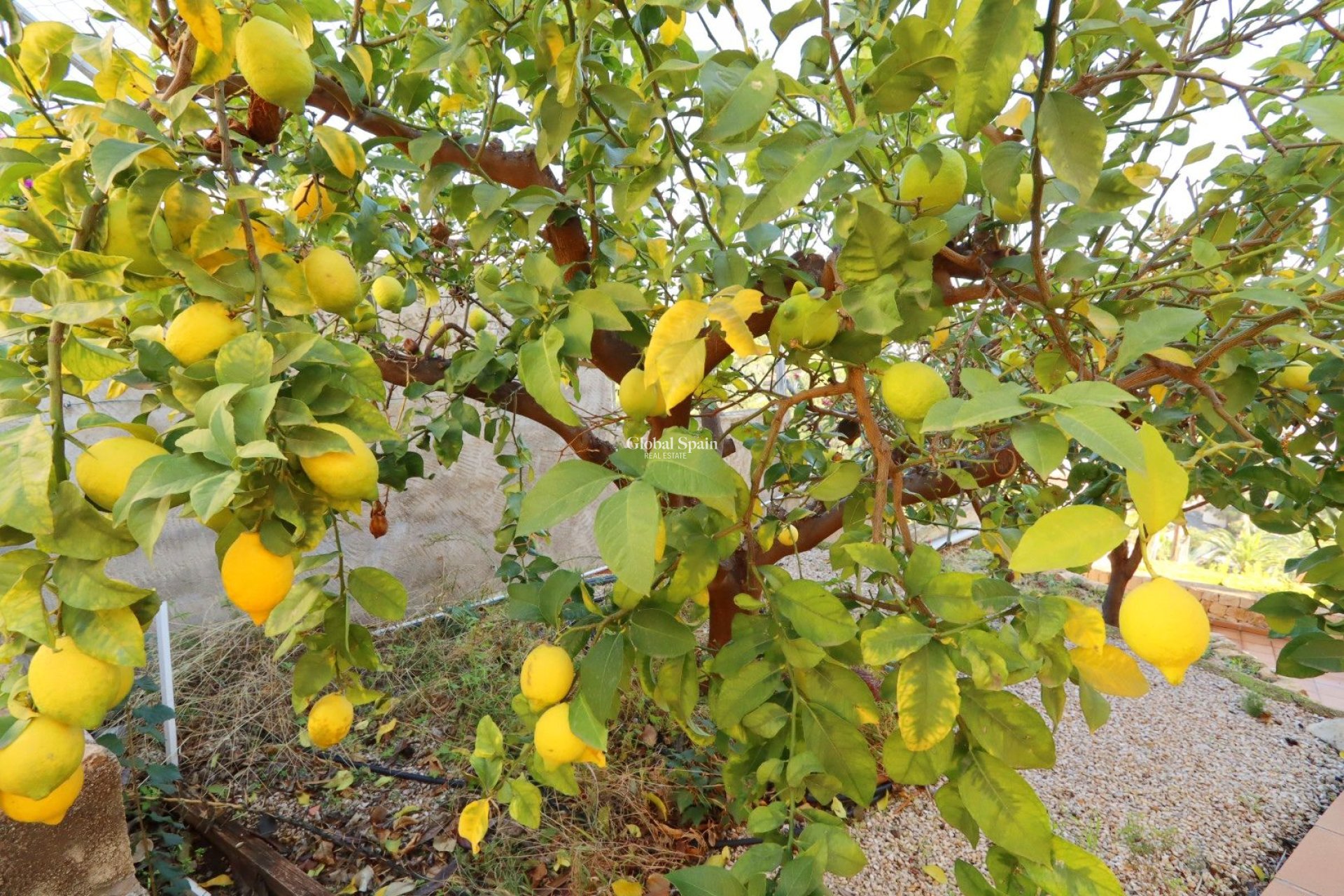 Wiederverkauf - VILLA -
ALTEA - Costa Blanca