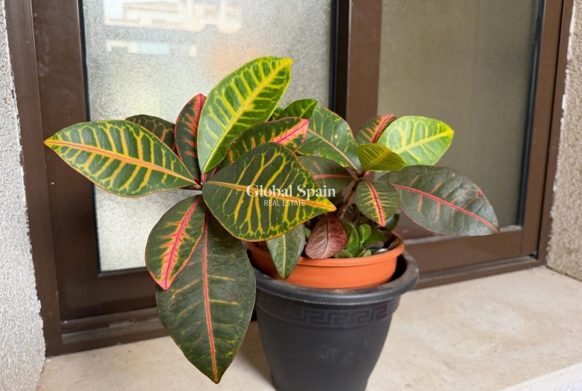 Wiederverkauf - WOHNUNG -
ORIHUELA COSTA - Las Ramblas