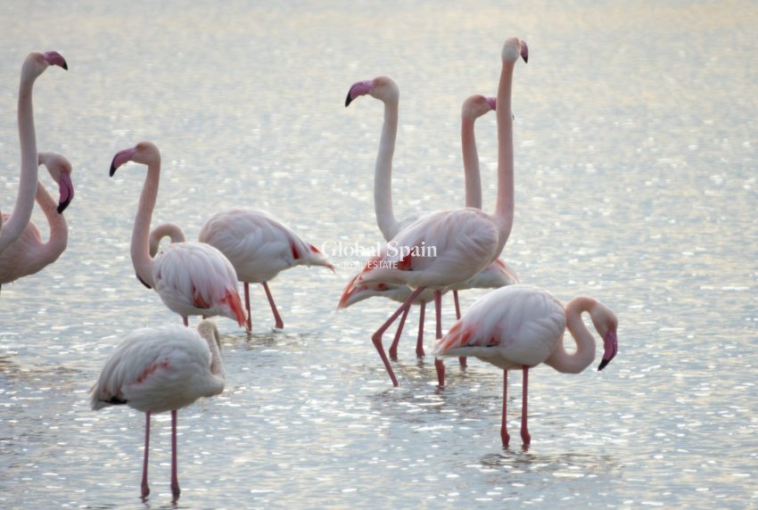 Wynajem długoterminowy - MIESZKANIE -
SAN PEDRO DEL PINATAR - Lo Pagan