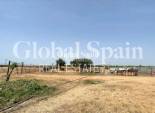 Resale - Commercial -
Balsicas - TORRE PACHECO