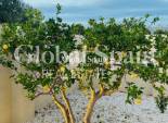Wiederverkauf - VILLA -
ALFAZ DEL PI - Costa Blanca